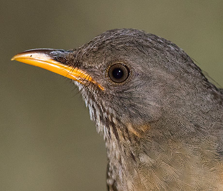 Olive Thrush head